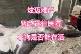 炫迈难产 手术能否顺利完成