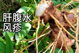 闭鞘姜，别名广商陆，民间叫它见肿消。