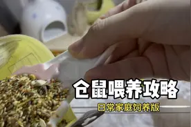 仓鼠喂养攻略（日常家庭饲养版）