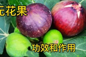 没想到无花果有这样的功效和作用视频封面