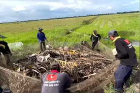 越南围网捕捉泛滥田鼠，徒手抓了几笼，晚上直接开餐！视频封面