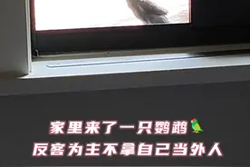 家里来了一只鹦鹉🦜
反客为主不拿自己当外人，各个房间乱串。