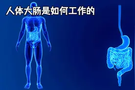 人体大肠的结构 #科普 #科普一下 #科普知识