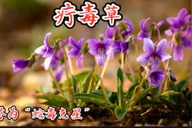 “疔毒草”——紫花地丁，蛇毒克星，也是鲜美的野菜，你吃过吗？