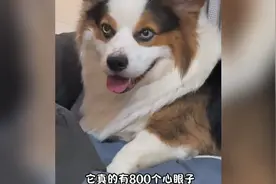 着狗子不止800个心眼视频封面