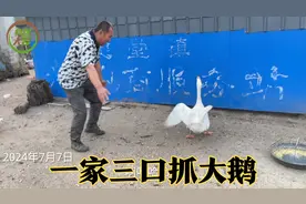 一家三口抓大鹅，太有意思了！为了给鹅灌药，爸爸手臂还被抓伤！视频封面