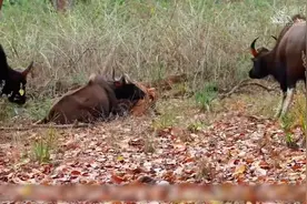 老虎的捕猎能力有多猛，轻松搞定了一头世界上体型最大的牛视频封面
