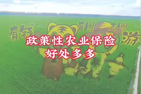 政策性农业保险有多香视频封面
