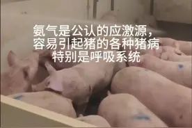 养猪场安全臭味容易引起猪的各种疾病问题，运用微生物有奇效视频封面
