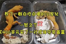 花费400多元买了个成体豹纹守宫盲盒，大家帮我看看值不值视频封面