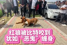 红狼被比特咬到，犹如“恶鬼”缠身，直到最后趁机落荒而逃