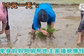 尼泊尔单身妈妈阿娟帮地主家插秧赚钱，工资15元一天，收工就拿钱