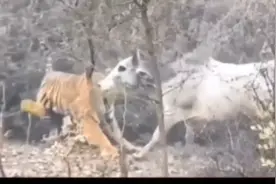 老虎和棕熊猎杀家牛