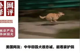 中国田园犬的“一番操作”火遍海外，老外直接懵了，狗都会功夫？视频封面