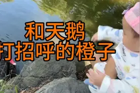 和天鹅打招呼的橙子视频封面