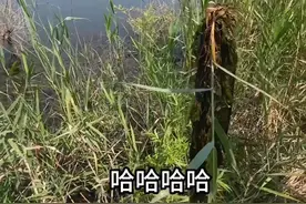 下了12个甲鱼钩，一个没钓到钓了一个黑鱼😂视频封面