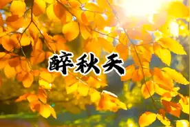 秋天来了，枫叶红了视频封面