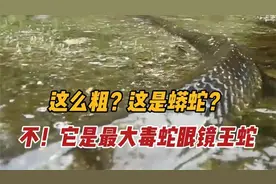 你没有看错，这不是蟒蛇，而是世界上最大的毒蛇 --- 眼镜王蛇视频封面