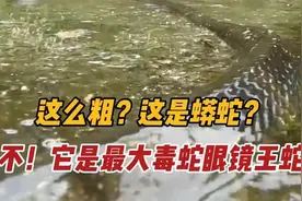 你没有看错，这不是蟒蛇，而是世界上最大的毒蛇 --- 眼镜王蛇视频封面