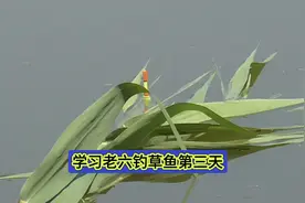 老六钓草鱼破纪录了，你肯定没有见过这么大的视频封面
