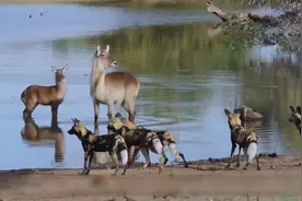 水羚母子在河边遭遇野狗围攻，最终化险为夷视频封面
