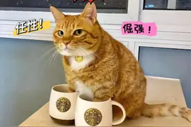 猫界逆子——撒泼、打滚、吐口水，一生都在叛逆期视频封面