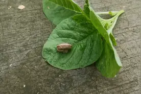 防治蜗牛鼻涕虫小妙招，只需撒上一把不起眼的小东西，效果真好