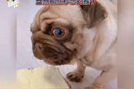 萌宠相伴，暖心瞬间！盘点那些秒怂的狗🐶狗仗人势视频封面