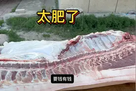 老孟今天这猪600来斤，一扇板儿油就十七八斤，一块排骨就300多块视频封面
