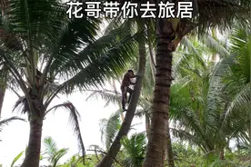 椰子是怎样采摘的，30秒爬上椰树，采摘完15秒下树，艺高人胆大！视频封面