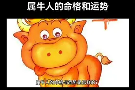 属牛人的命格与运势视频封面