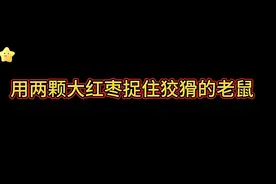 用两颗大红枣诱捕狡猾的小老鼠