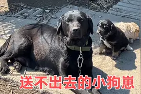 狗崽太多咋处理？拉布拉多孩子们免费送人，二条却担心没人稀罕要