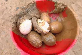 鱼塘放水了，小伙捡了一窝鸭蛋，这样的水质该怎么养鱼