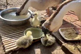 鹅爸爸亲亲小鹅的脑袋，狮头鹅夫妇一起带娃视频封面