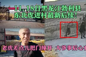 11.18日黑龙江勃利县东北虎进村最新后续！老虎撞门的大爷没事视频封面