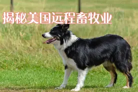 揭秘美国远程“慕洋犬”养殖！视频封面
