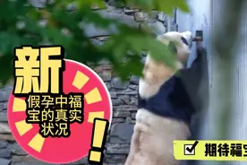 福宝假孕中的真实状况！年轻充满活力的福宝一定会顺利通关