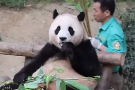 大熊猫和人类年龄换算是怎样的？福宝现在换算成人类年龄几岁啦视频封面