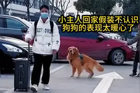 小主人放假回来了,金毛来接他回家,金毛看到他的那一刻激动坏了