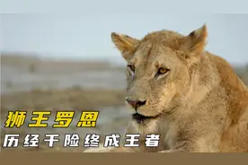 小狮子罗恩的后续来了！历经磨难，百炼成钢#野生动物零距离视频封面