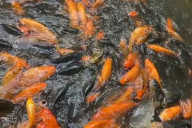 爱国主义教育基地莲花山公园是一个生态型市政公园，也是深圳𥦬口视频封面