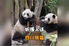 “萌翻天啦！四川熊猫听懂了人话！”#大熊猫#国宝视频封面
