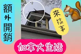 《加拿大生活》松鼠來搞事！額外開銷！告訴你牠們討厭什麼味道！