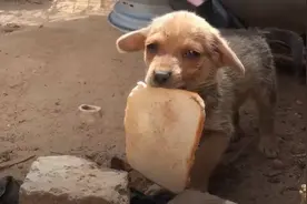 流浪狗和人分享仅有口粮，还知道感恩，真懂事得让人心疼