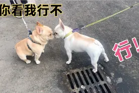 母法斗遇见公法斗，兴奋的口吐白沫，最后在妈妈的帮助下翻车了视频封面