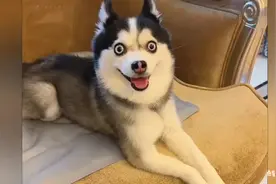 当哈士奇遇上博美，撞脸许凯的它萌翻全网！