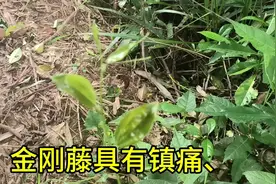 大自然的回馈金刚藤，金刚藤的药用价值你了解吗？快来评论区说说视频封面