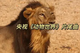 央视《动物世界》片尾曲