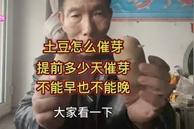 土豆种子怎么催芽？种植前提前多少天催芽？不能早也不能晚